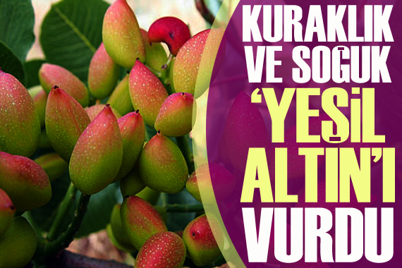 Kuraklık ve soğuk  yeşil altın ı vurdu