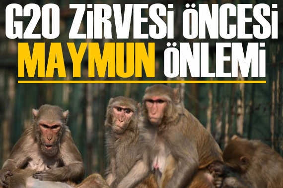 G20 Zirvesi öncesi  maymun  önlemi