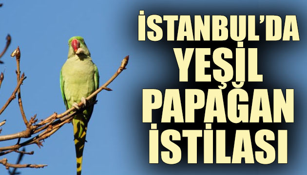 İstanbul da yeşil papağan istilası