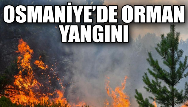Osmaniye de orman yangını!