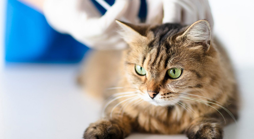 Kediler için Kovid 19 aşısı geliştirildi