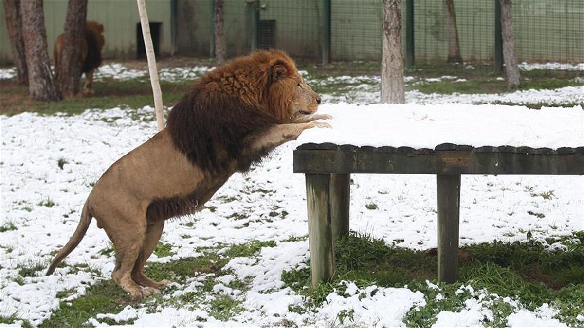Aslanların kar üstünde beslenme keyfi
