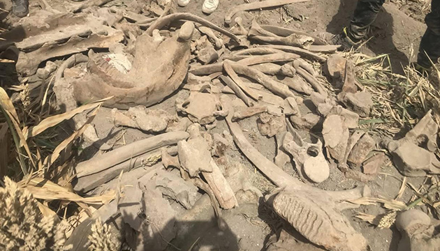 2 bin yıllık at fosili bulundu