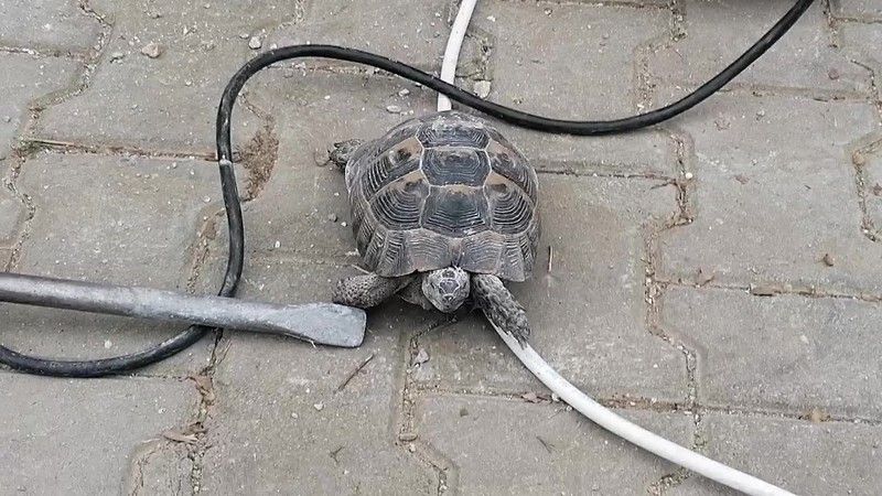 Su tahliye borusuna sıkışan kaplumbağa 1 saatte kurtarıldı