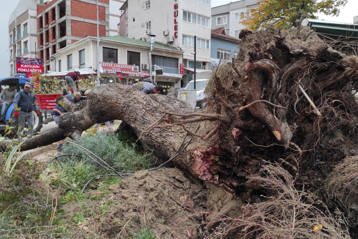 270 yıllık çınar ağacı yok oldu!