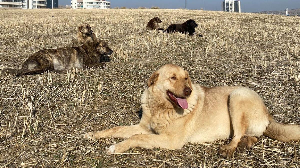 Zehirlenen hayvanlar ölü bulundu