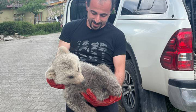 Ayı yavrusu korumaya alındı