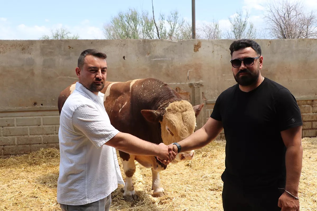 Şampiyon boğa satıldı