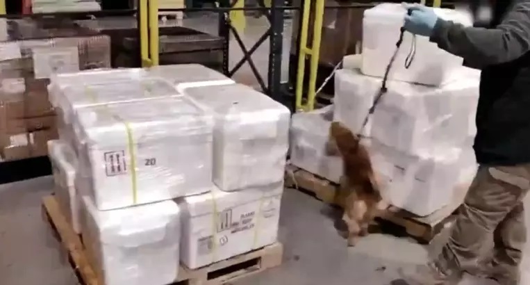 455 kilo kokain ele geçirildi