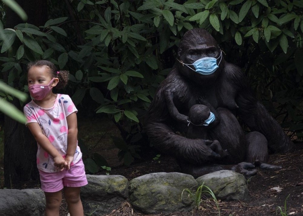 Goriller koronavirüs aşısı oldu