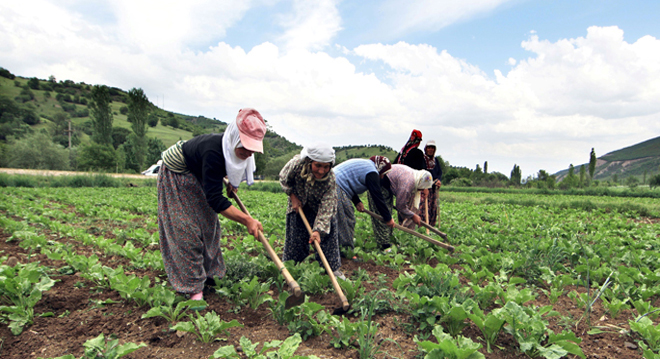 TZOB Başkanı ndan kadın çiftçiler için  yıpranma hakkı  talebi