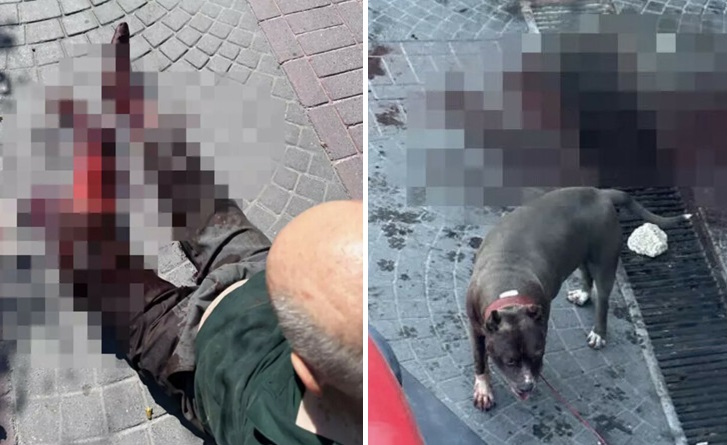 İstanbul un göbeğinde pitbull dehşeti!