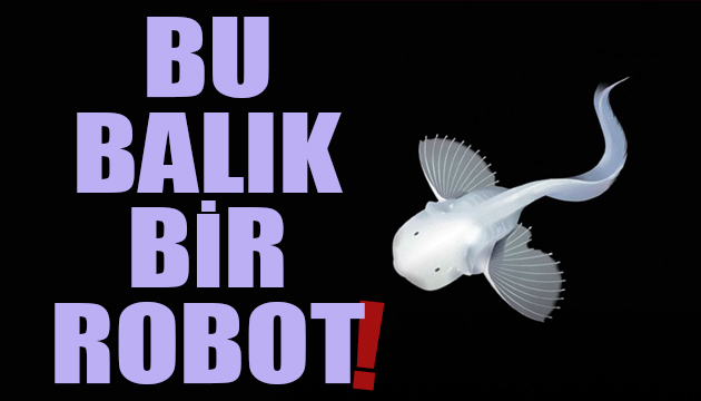 Denizleri gözlemleyen yumuşak robot balık