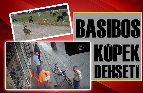 Başıboş köpek dehşeti!