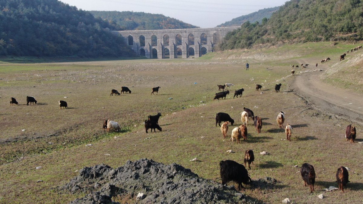 Kuraklık vurdu: Barajlar mera alanı oldu