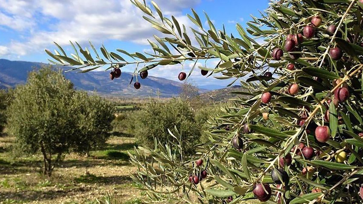 Zeytin üreticileri ve STK lardan tepki