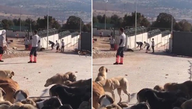 Türkiye'nin konuştuğu barınakta yeni gelişme
