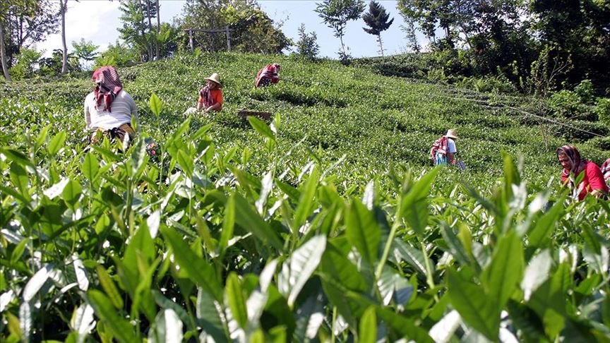 Çay göçü başladı: Akın akın gidiyorlar