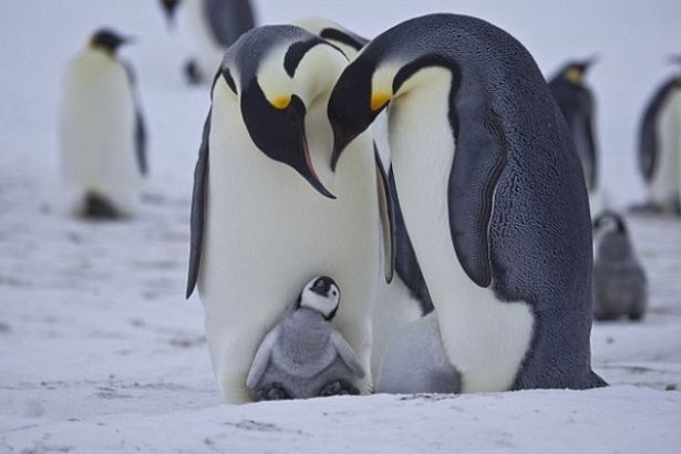 1,5 milyonluk yeni penguen sürüsü keşfedildi