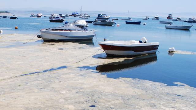 Deniz salyasının nedeni ortaya çıktı