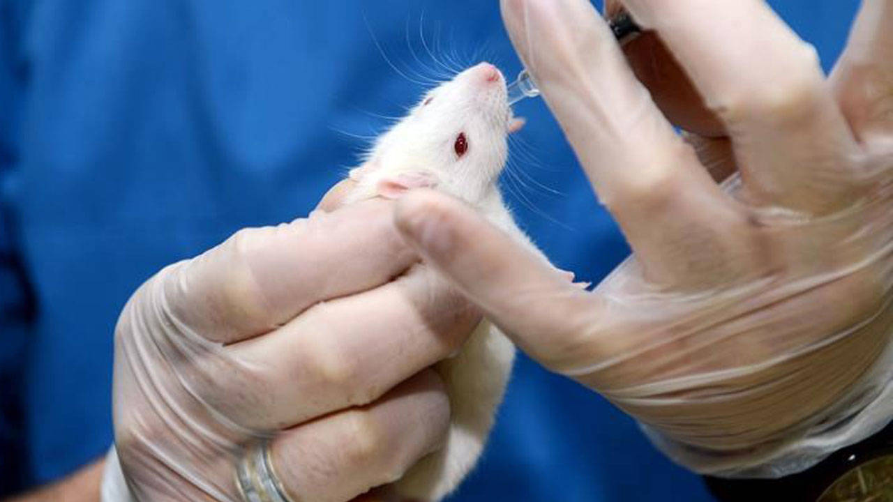 Araştırmacılar uzayda ilk defa fare embriyosu büyüttü