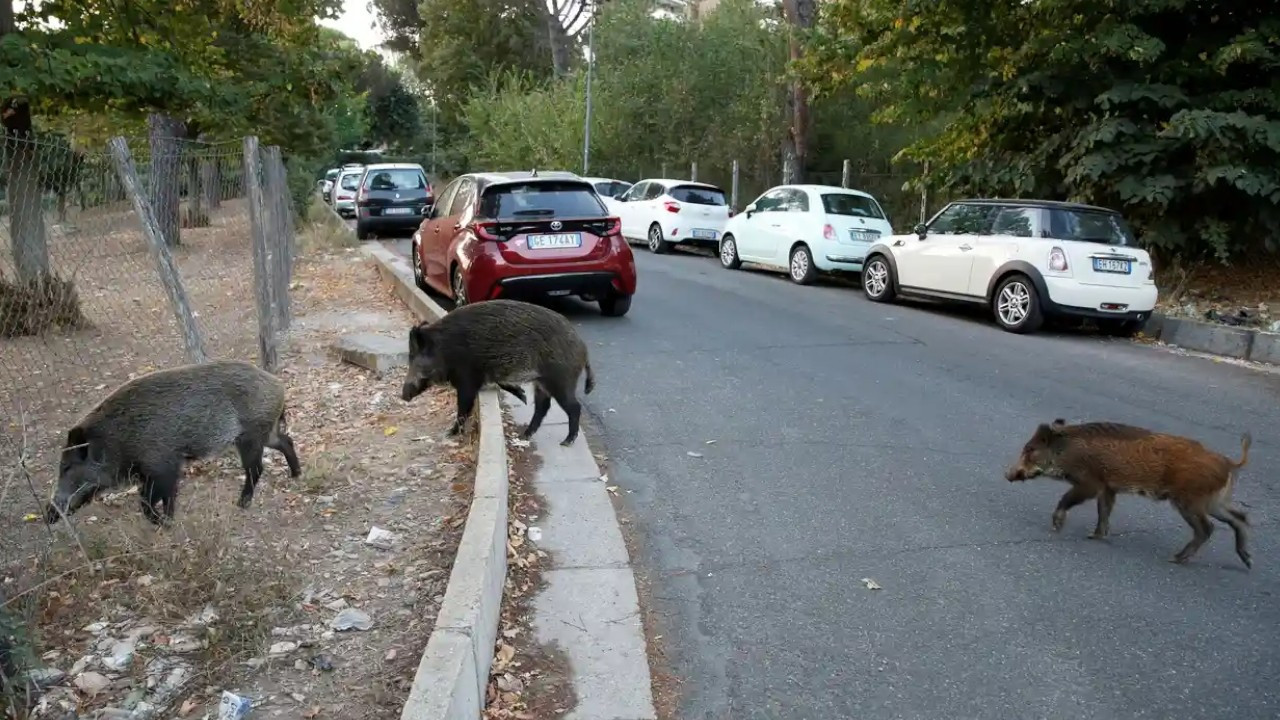 Domuz vebası vakası panik yarattı! Yasak kararı alındı