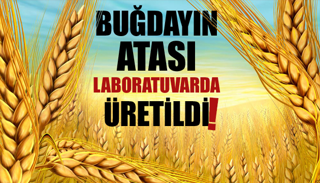 Buğdayın atası laboratuvarda üretildi