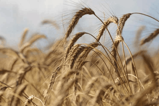 Buğday, arpa ve mısır ithalatı ile ilgili yeni karar!