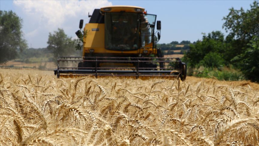 Yeni buğday hasatları çok verimli olacak