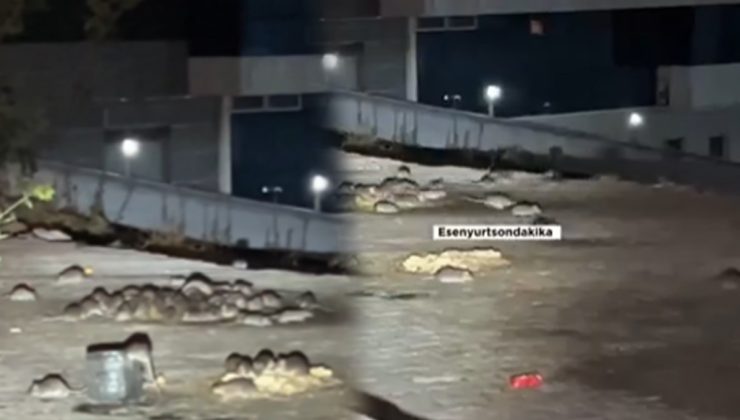 İstanbul Esenyurt ta bir mahalleyi fareler bastı!