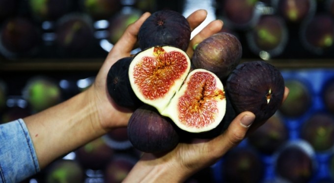 Kraliçe İnciri nde hasat başladı