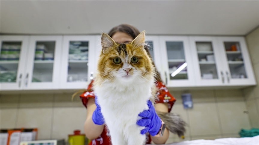 Hayvan sahipleri dikkat! Son gün 31 Aralık