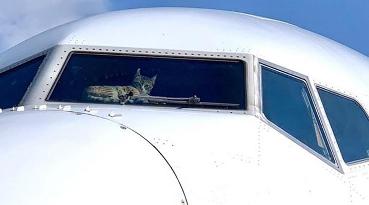 Kedi uçağa acil iniş yaptırdı
