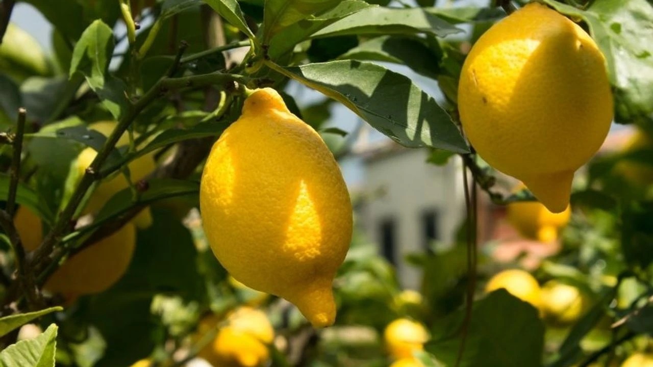 Yasaklı limonlar imha edilecek