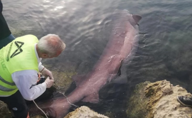 Nesli tehlike altında olan camgöz köpek balığı karaya vurdu