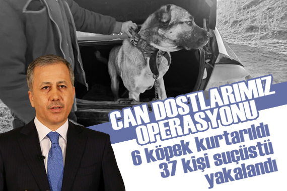 Bakan Yerlikaya duyurdu: 6 köpek kurtarıldı, 37 kişi suçüstü yakalandı!