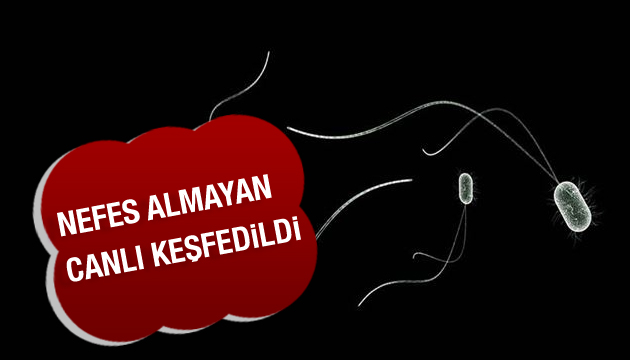 Nefes almayan bir canlı keşfedildi!