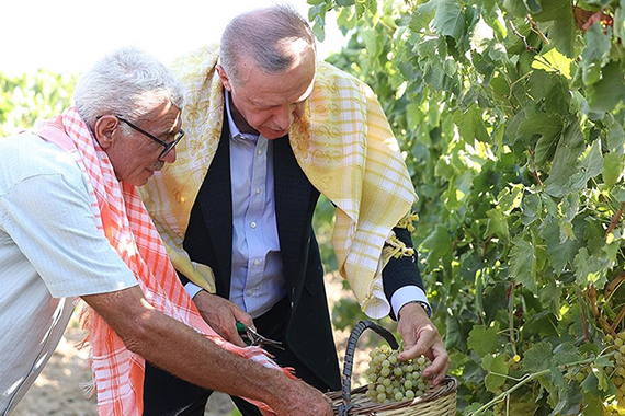 Cumhurbaşkanı Erdoğan bağ bozumuna katıldı