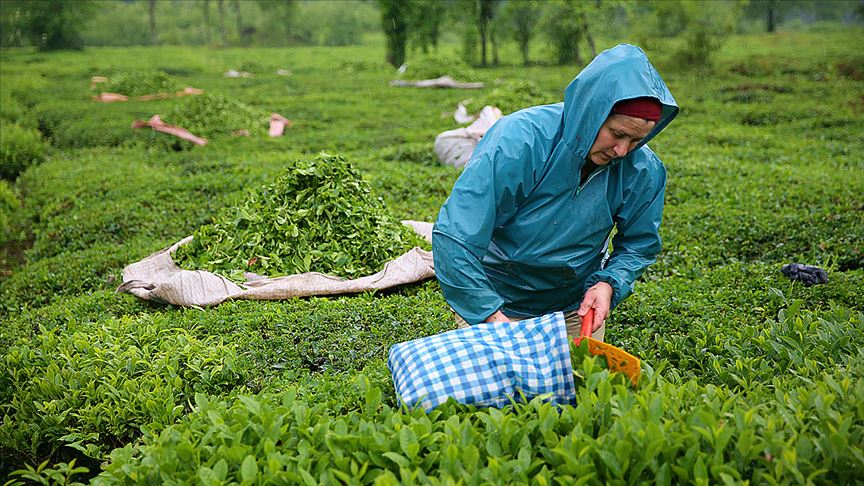 Çay göçü sonrası Karadeniz de alarm