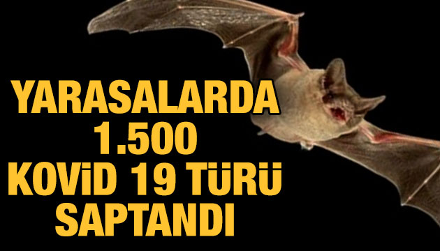 Yarasalarda 1.500 Kovid 19 türü saptandı!