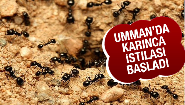 Umman da karınca istilası başladı!