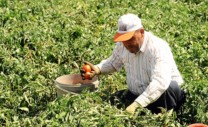 Çiftçiyi tohumla dolandırdılar