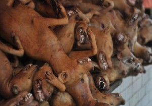Çin’de kuduz salgını: 5 bin köpek öldürüldü!