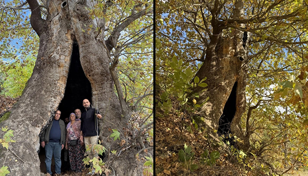 Aydın da dev çınara tescil isteği