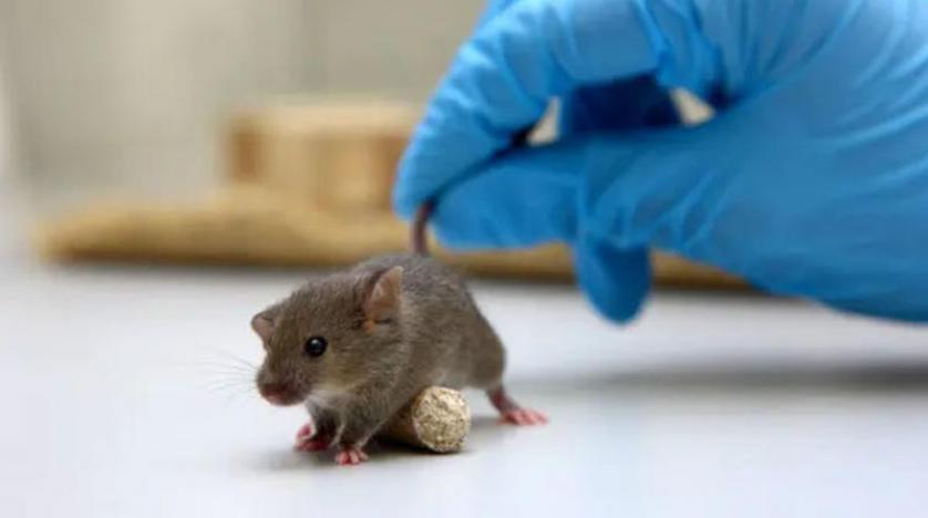Korkutan çalışma:  Koronavirüsü fareler yayabilir!