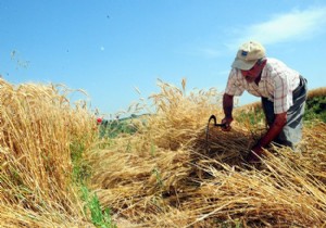 Buğday bolluğu!