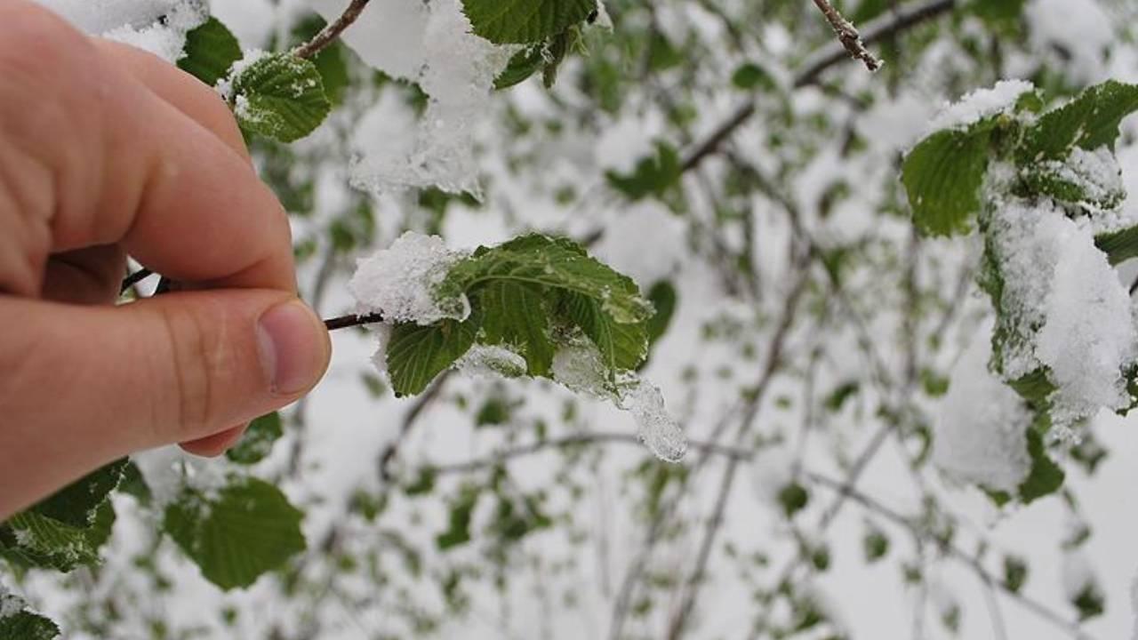 Meteoroloji den zirai don uyarısı