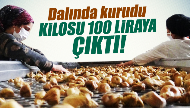 Dalında kurudu kilosu 100 liraya çıktı!