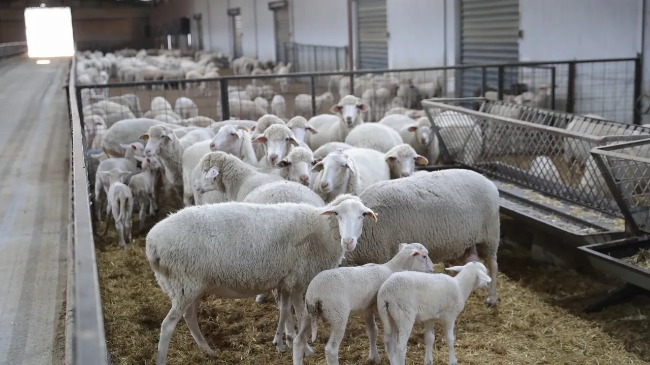 5 binden fazla küçükbaş satılacak