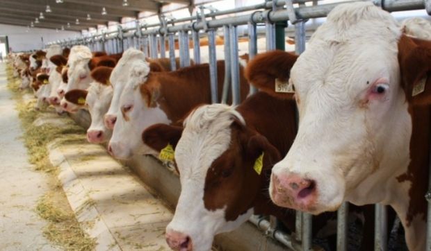 Deli dana hastalığı Türkiye de yayılıyor mu?